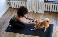 The Importance of Pets In Our Lives The Importance of Pets In Our Lives