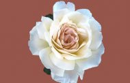 Typical Succulent Maintenance Blunders