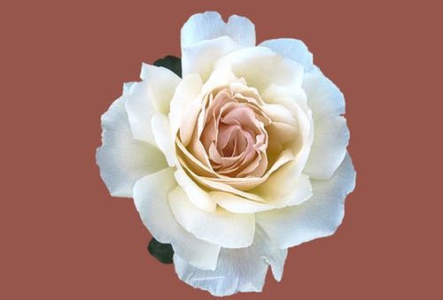 Typical Succulent Maintenance Blunders