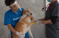Knowing the Link Between Regular Pet Exams and Longer Lifespan