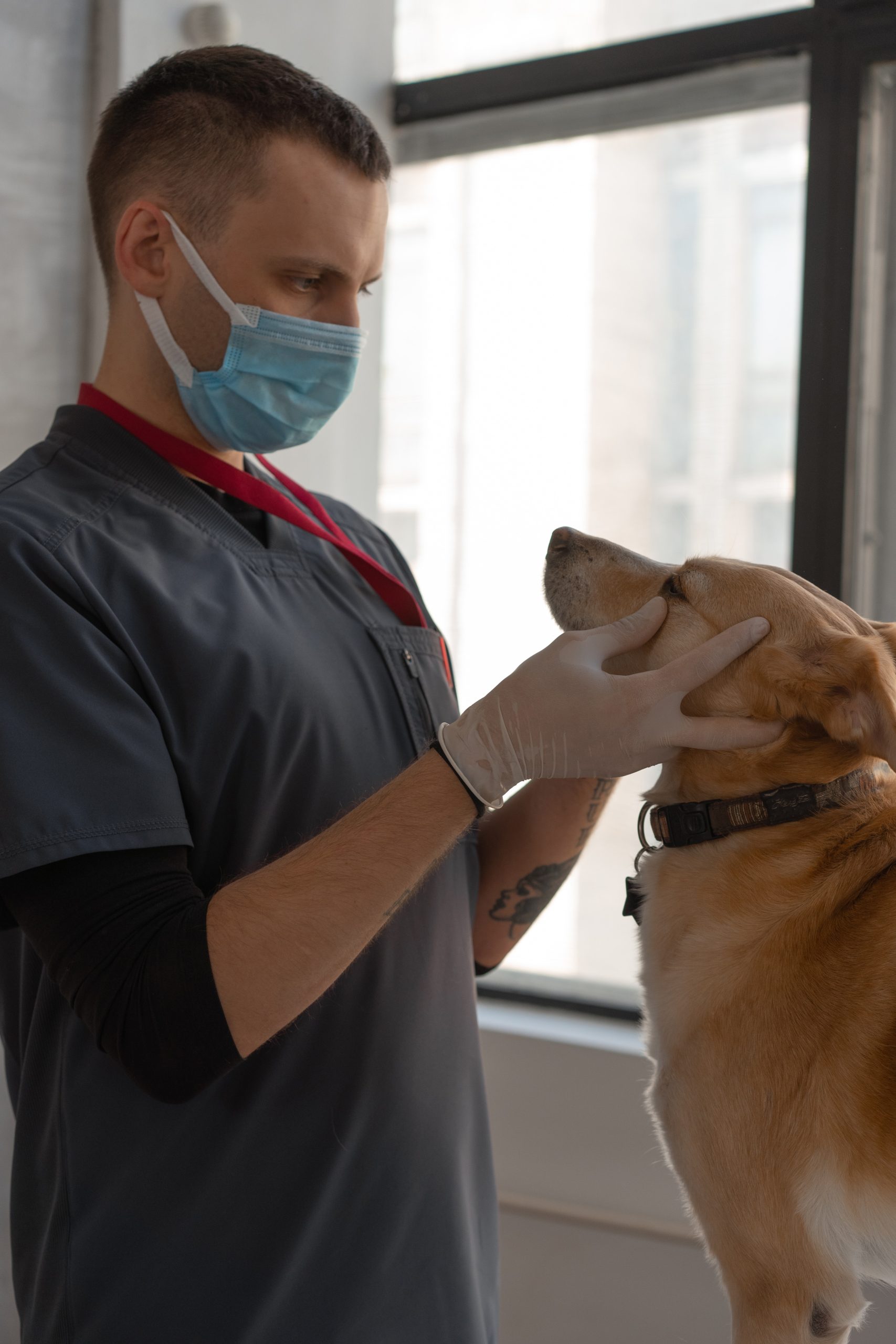 What Are Common Procedures in Vet Surgery?