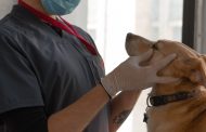What Are Common Procedures in Vet Surgery? What Are Common Procedures in Vet Surgery?