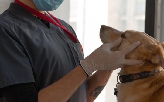 What Are Common Procedures in Vet Surgery?