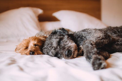 When Should You Book a Grooming and Sleepover for Your Dog?