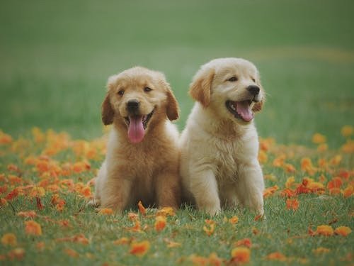 When to Consider a Sleepover Option for Your Dog?