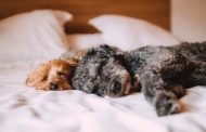 When Should You Book a Grooming and Sleepover for Your Dog?