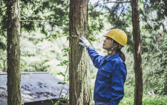 What Are the Risks of Neglecting Tree Maintenance